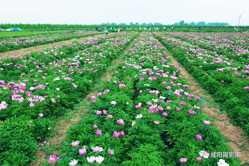 跟着镜头去赏花兴平摄影师眼里的最美花海