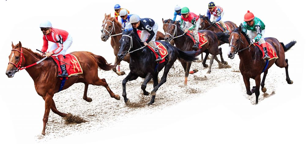 香港邀约亲临香港顶级私人会所感受赛马文化律动之约