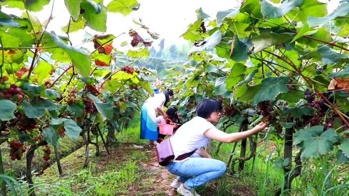 走去双河摘葡萄