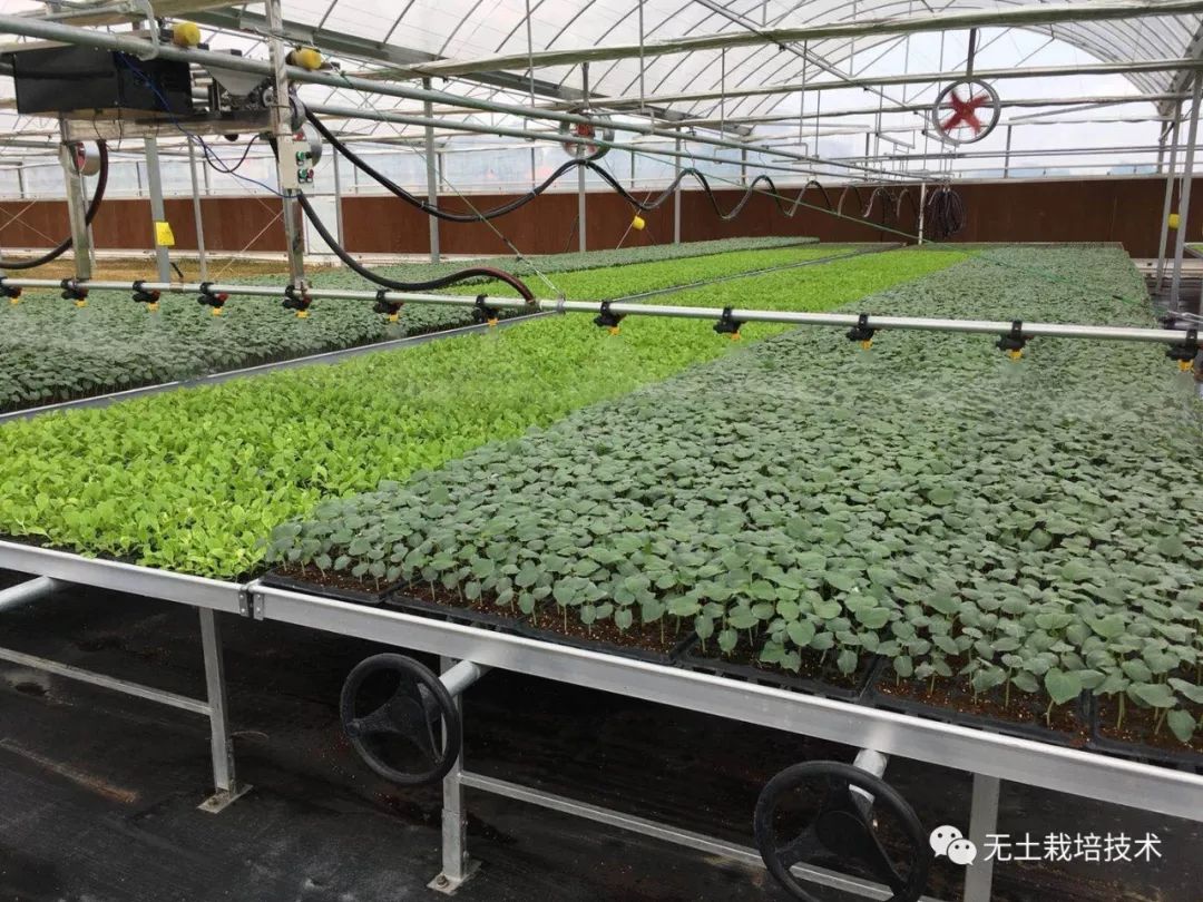 技术指导服务示范点:惠州市智慧未来农业科技有限公司无土栽培基地