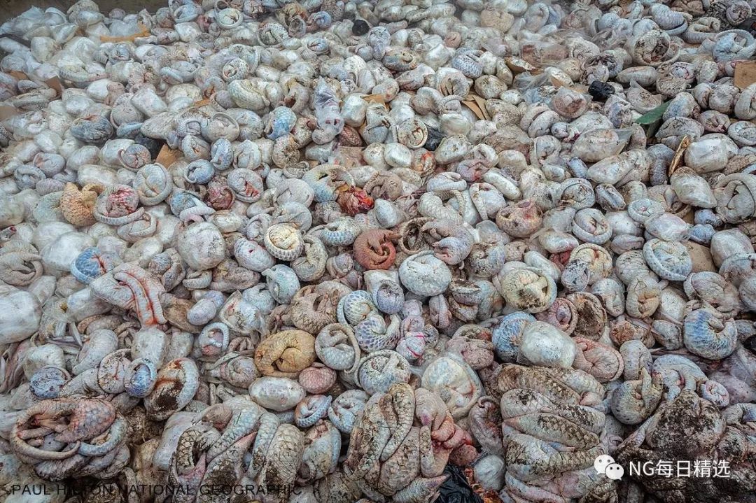 穿山甲的生存危机