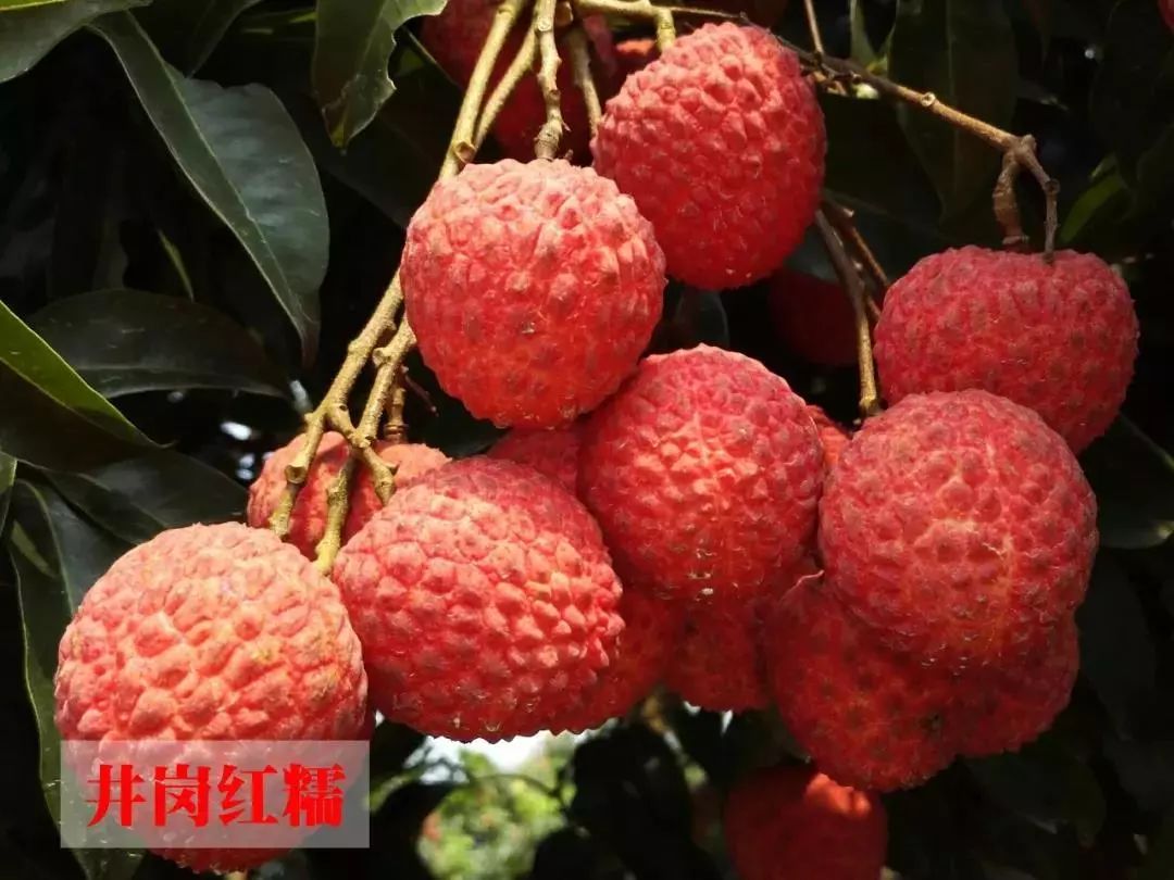 2018年荔枝种植面积约45万亩,总产量约12万吨,主要特色品种包括:增城