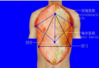 肋間外肌構成肌筋膜立體三角區(胸小肌三角區三針刀定位)腹部肌筋膜