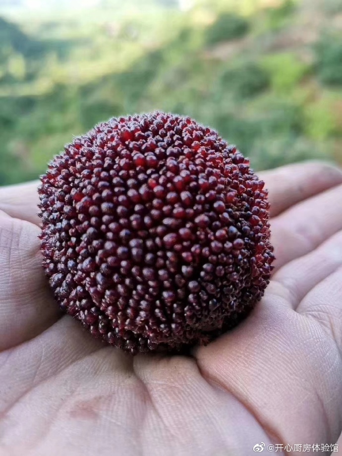 浙江最大的盛果聚水果种植基地,白水洋东魁杨梅上市开始接单