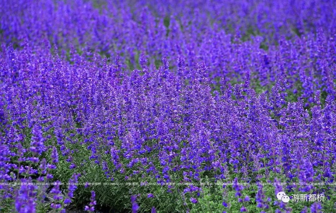 当摄影天堂遇到薰衣草康定新晋网红新都桥香薰谷确定不浪一波