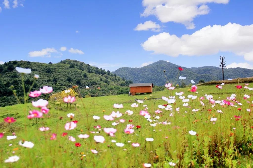 远山勾黛眉花开如笑靥一棵树与几朵云在缠绵夏天的照金牧场美翻了