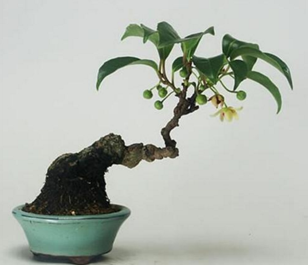 盆栽桂花盆景养护做好这几点,年年花开满枝