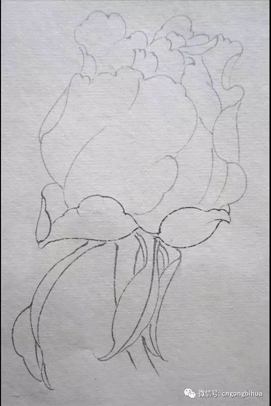 牡丹花苞画法 — 紫郁绘制