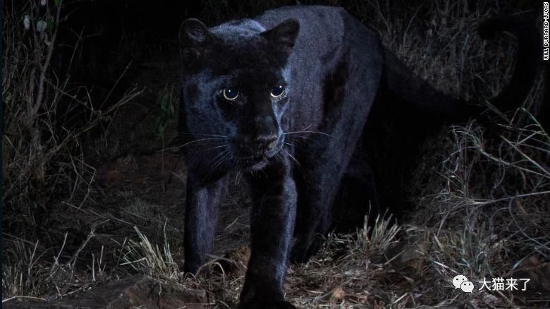 广义上而言,黑色的豹子和黑色的美洲豹(美洲虎)都可以叫黑豹,但狭义上