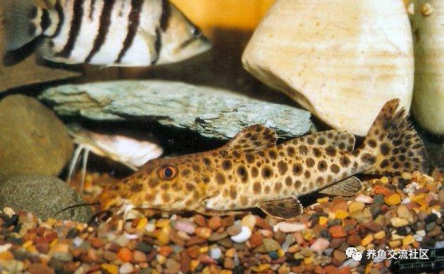 牛头鸭嘴类图鉴