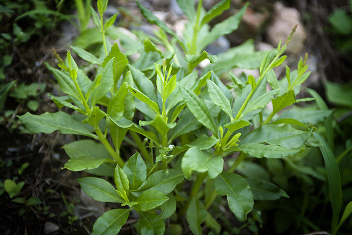 一种被称为"土人参"的植物,受到了许多人的喜欢_野菜