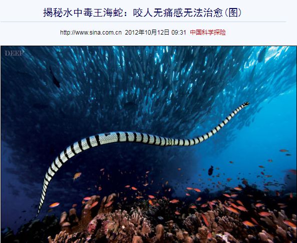(图片来源:新浪科技)很多人以为毒蛇至存在于陆地,其实海蛇比起陆上的