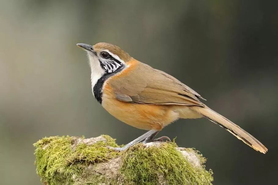 网红来虹桥啦这个周末来天元广场看企鹅