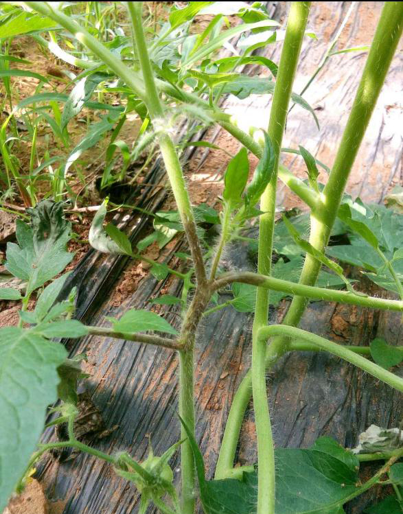 番茄茎秆发黑的原因及综合防治措施