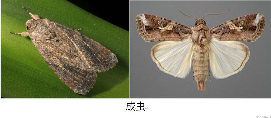草地贪夜蛾识别与应急防治技术挂图
