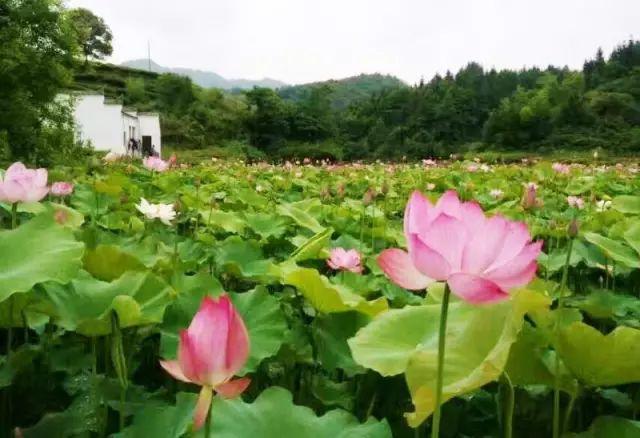 赋春严田特点:亭台楼阁,碧水清莲瑶湾荷花特点:接天莲叶,映日荷花金竹