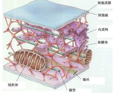 人类身体里也有快递员专门帮助细胞送快递