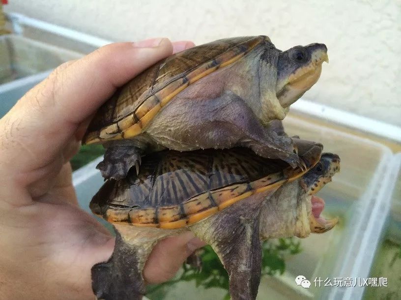 野生成体窄桥调养指南