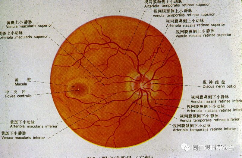 视网膜盲点图片