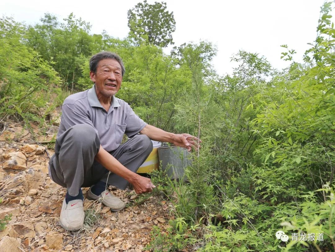 青龙69岁"种树翁"的心愿:松柏常青,造福后人……_德明