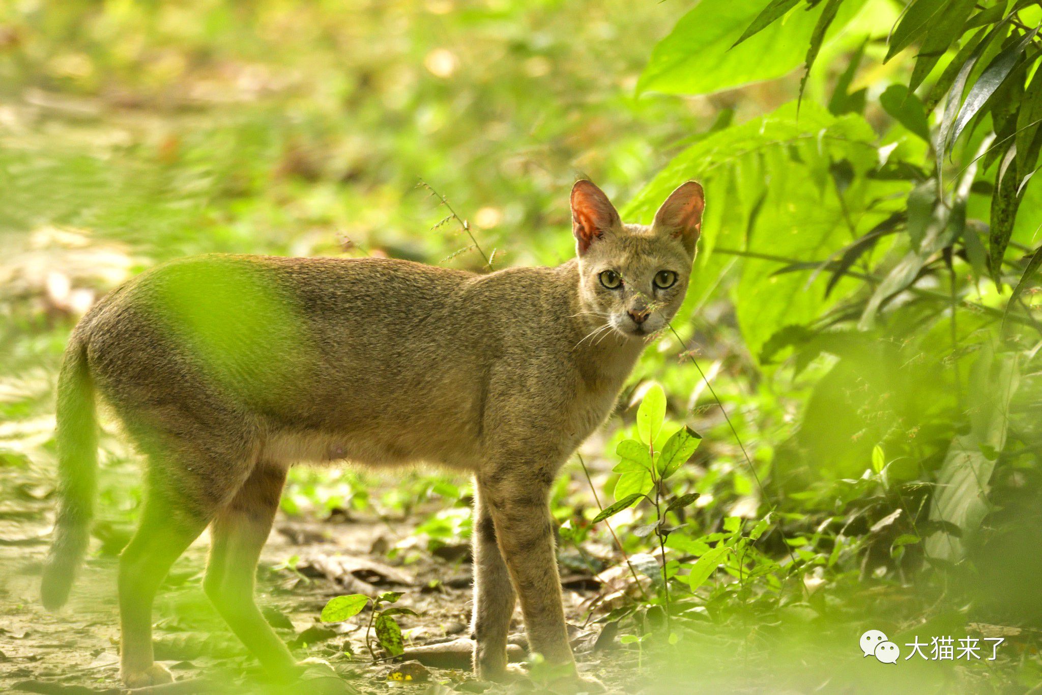 生活在印度的8种小型野生猫科动物你了解多少