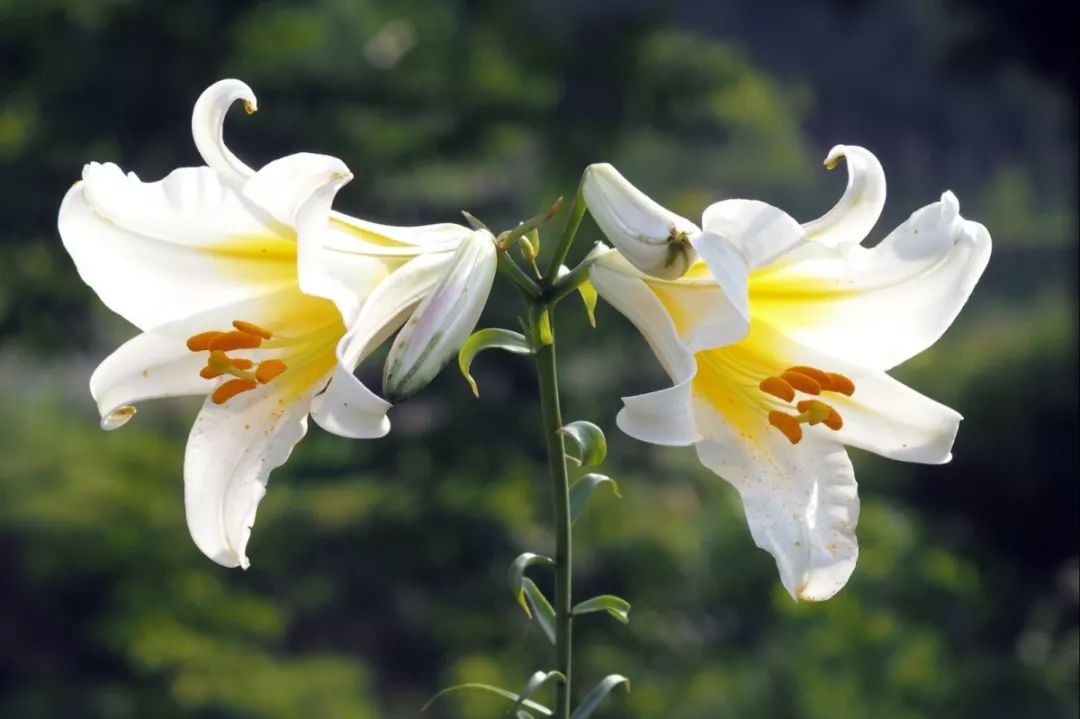 乡天府花溪谷景区的绣球花,都江堰市天马镇玫瑰花溪谷景区的月季花