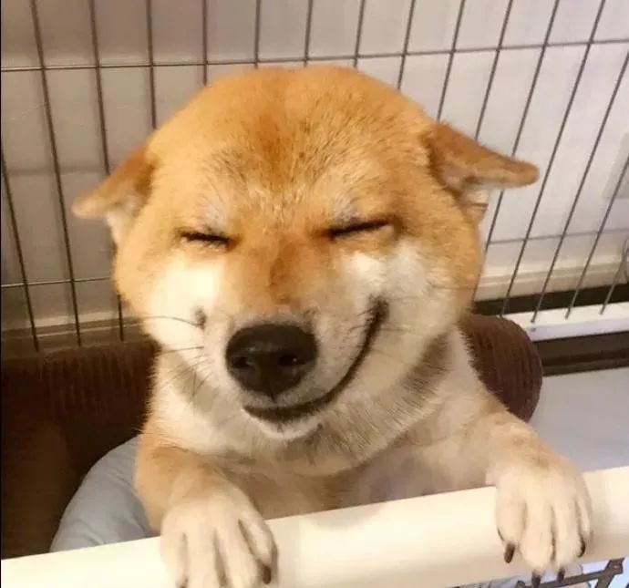 柴犬坏笑表情包图片