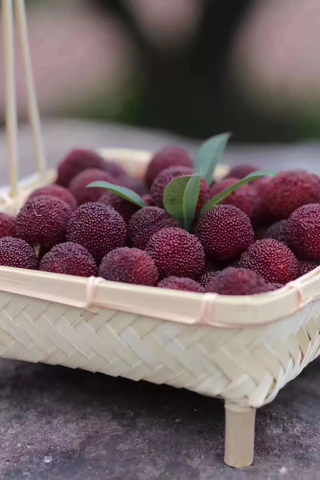 2019缙云杨梅节攻略新鲜出炉! 活动多多,还有杨梅免费尝.