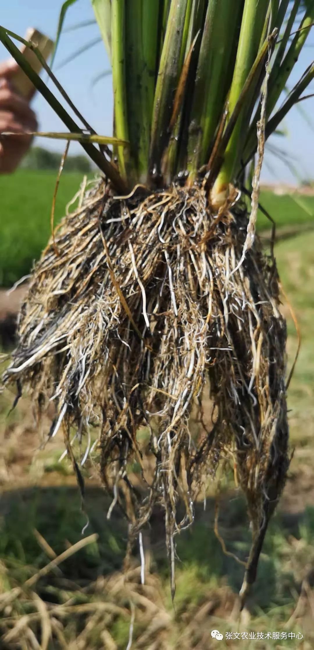 em菌消除水稻黑根硫化氢节省肥料保增收