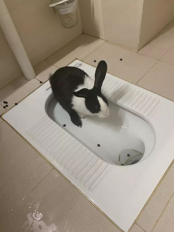 兔子这是学会上厕所了?