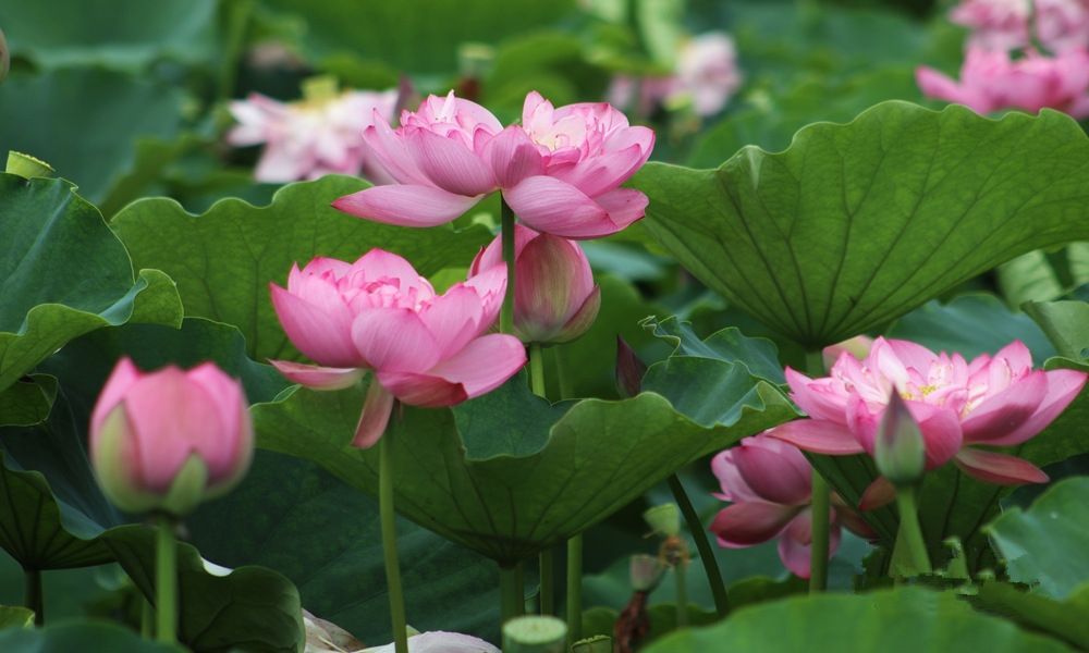 美到窒息宁远万亩荷花开了错过等一年