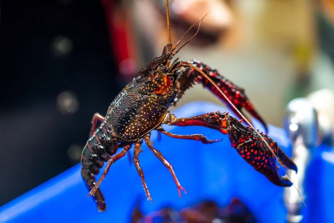 又玩出界!小龙虾69元2斤,99元3斤,蜂淘承包你的宵夜时光