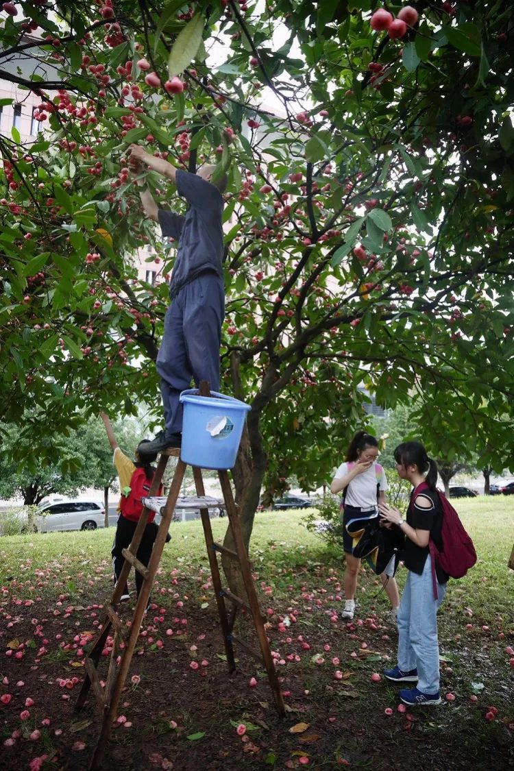 又让师生免费摘水果去年芒果今年莲雾广东这所大学吃货了解一下