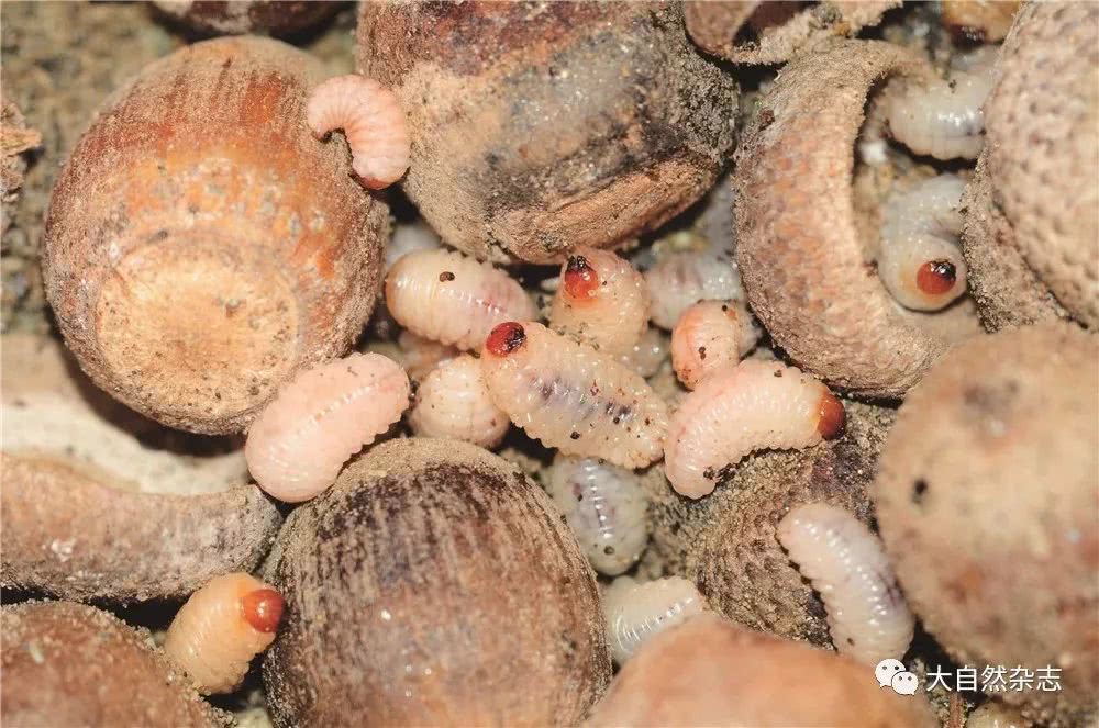 象鼻虫蛀了的橡子鼠还吃吗