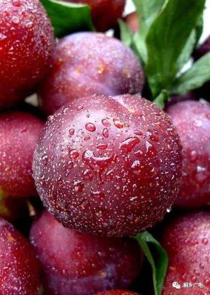 桐乡"槜李王"诞生啦!