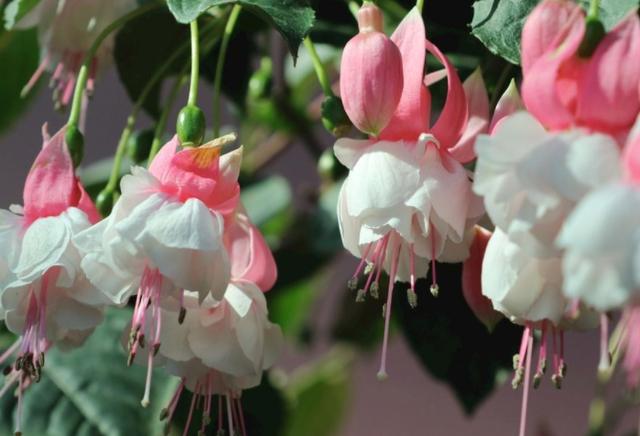 好种植花期长花朵美的室内盆栽倒挂金钟摆在家里真漂亮