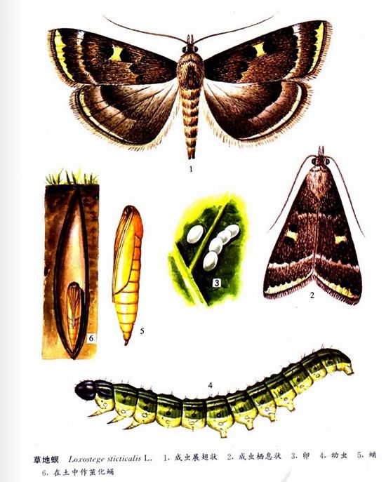 这类害虫要高发,东北,华北,西北.几大作物要重点防