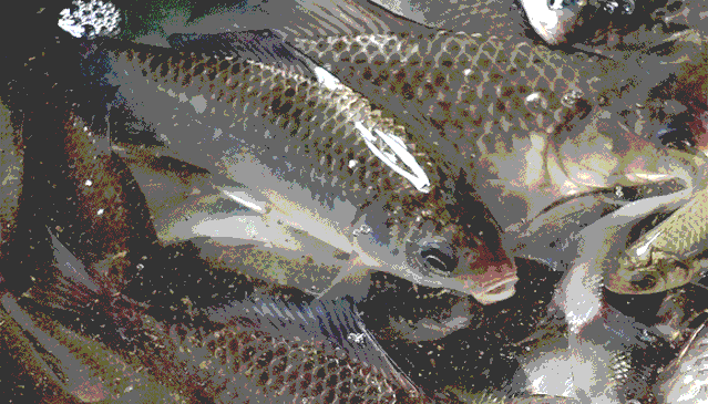 比砒霜还毒!吃了鱼身上这部位,女子险丧命