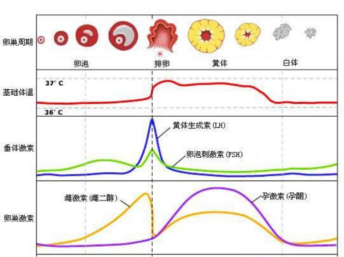 排卵期出血会是怀孕的征兆你想多了