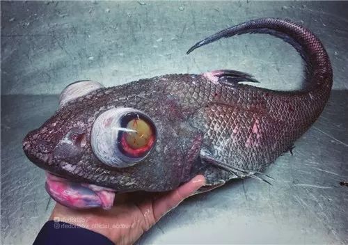 全球十大恐怖淡水鱼图片