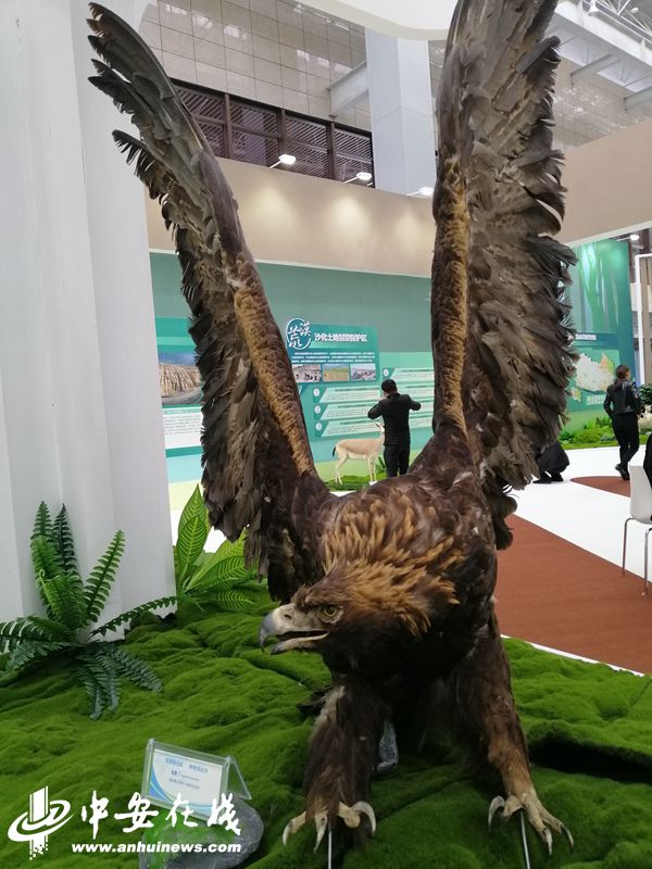 金雕标本海西州野生动物资源丰富,国家级一二类保护动物,省级一二类