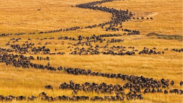 东非动物大迁徙震撼来袭数百万动物觅食之旅不容错过