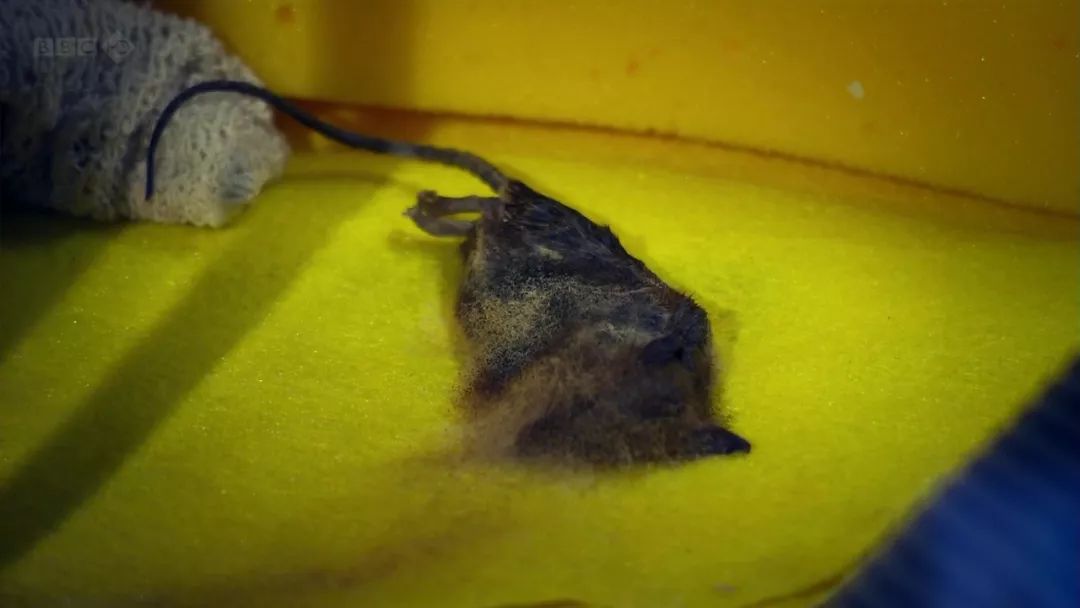 这部腐臭恶心的纪录片,好评超过了99%的美食片