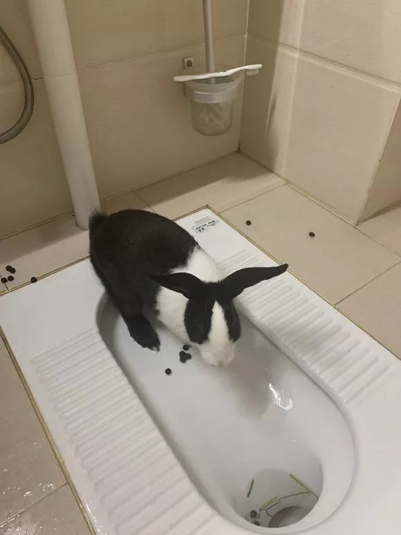 兔子这是学会上厕所了?