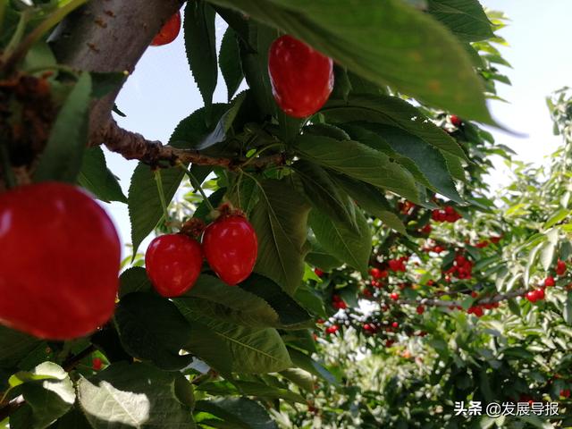 临猗杨妃村:打造乡村旅游新标杆_村里