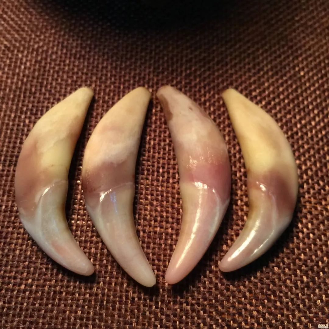 关于狼牙你懂多少