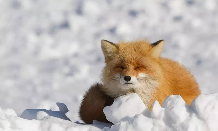 山海经星兽系列九尾狐下凡成妲己而心月狐下凡做女帝