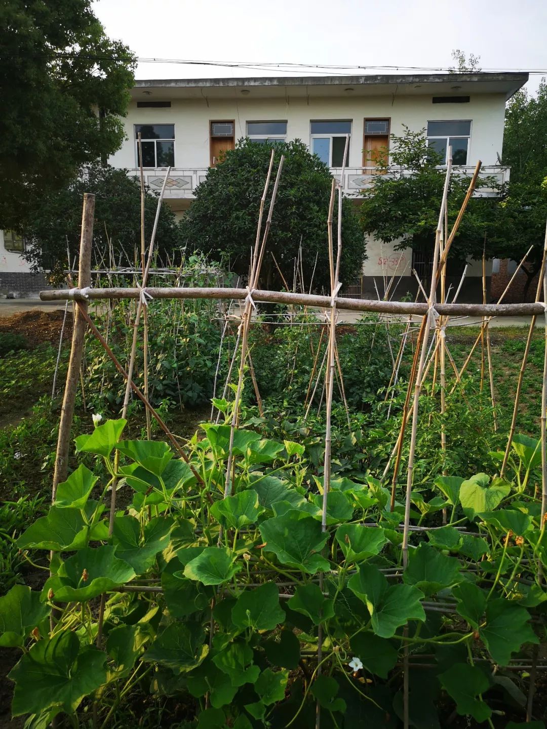 这里的农家菜园让我们想念童年