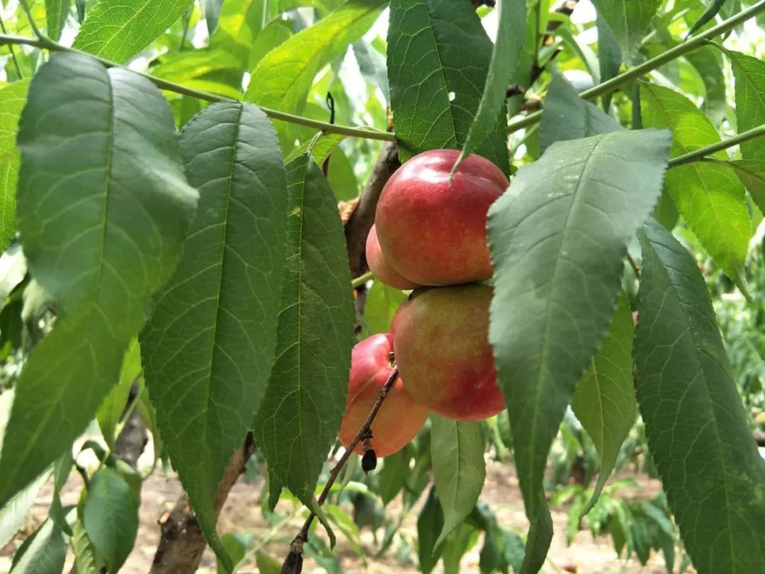 邀您赏田园风光,品生态桃果!_山桃