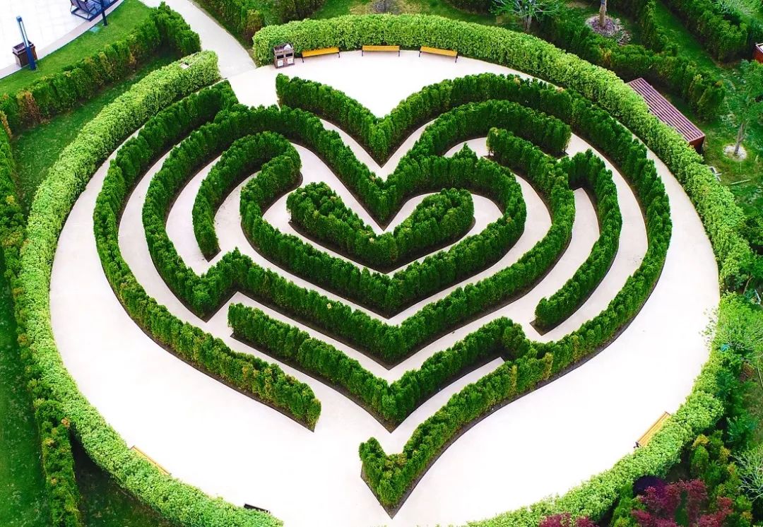 好漂亮,好烧脑,这样的迷宫我晕了!_植物